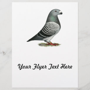 Prospectus 21,6 Cm X 24,94 Cm Pigeon Show Racer Blue Check