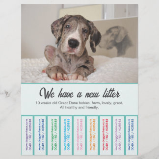 Prospectus 21,6 Cm X 24,94 Cm Pour vendre Dane Puppies coloré Flyer