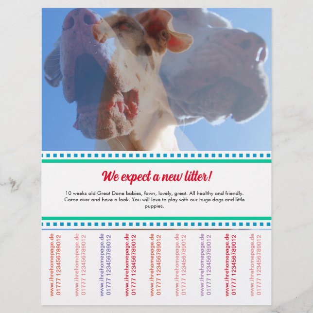 Prospectus 21,6 Cm X 24,94 Cm Pour vendre Dane Puppies Flyer (Devant)