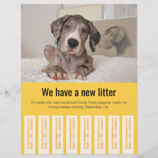 Prospectus 21,6 Cm X 24,94 Cm Pour vendre des chiots Dane coloré Flyer