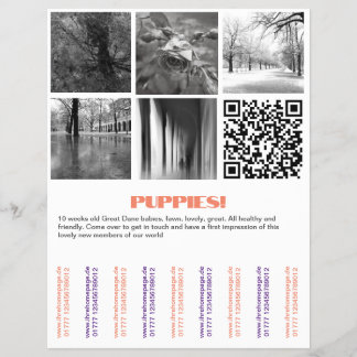 Prospectus 21,6 Cm X 24,94 Cm Pour vendre des chiots Dane Flyer