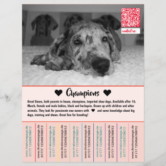 Prospectus 21,6 Cm X 24,94 Cm Pour vendre des chiots Dane Flyer