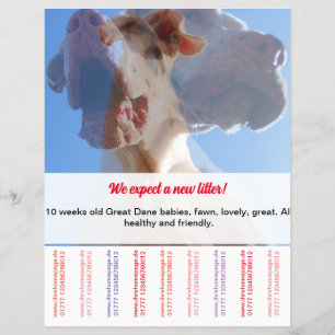 Prospectus 21,6 Cm X 24,94 Cm Pour vendre des chiots Dane Flyer