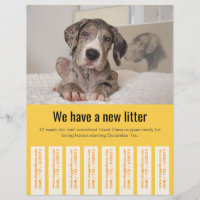 Pour vendre des chiots danois Flyer coloré