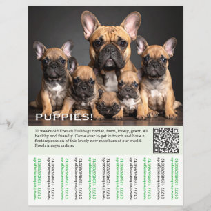 Prospectus 21,6 Cm X 24,94 Cm Pour vendre Flyer Chiot Frenchies