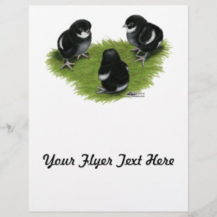 Prospectus 21,6 Cm X 24,94 Cm Poussins Marans Noir Cuivré