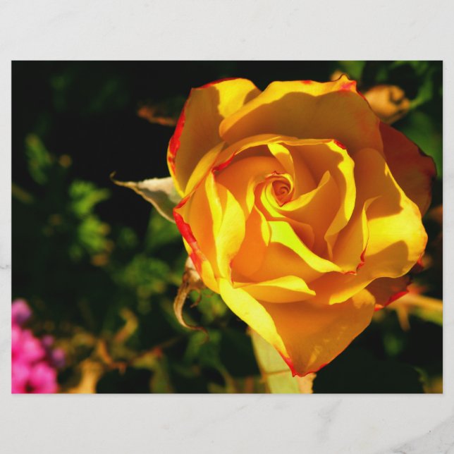 Prospectus 21,6 Cm X 24,94 Cm Rose orange (Devant)