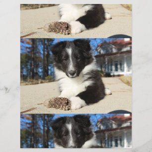 Prospectus 21,6 Cm X 24,94 Cm shet shp chiot noir et blanc