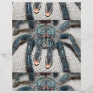 Prospectus 21,6 Cm X 24,94 Cm tarentule bleue