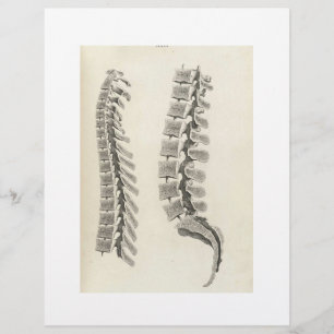 Prospectus 21,6 Cm X 24,94 Cm Vertebrae Drawing