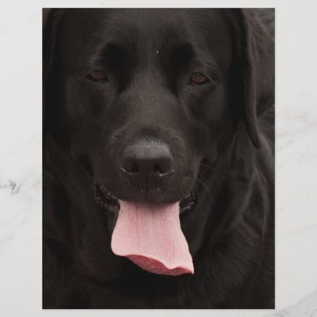Prospectus 21,6 Cm X 24,94 Cm Visage de chien noir (Devant)