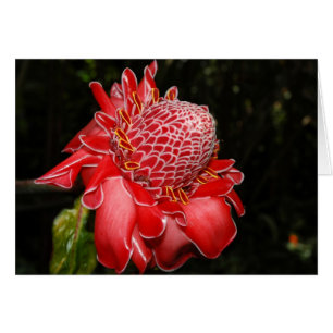 Protea de rouge du feu