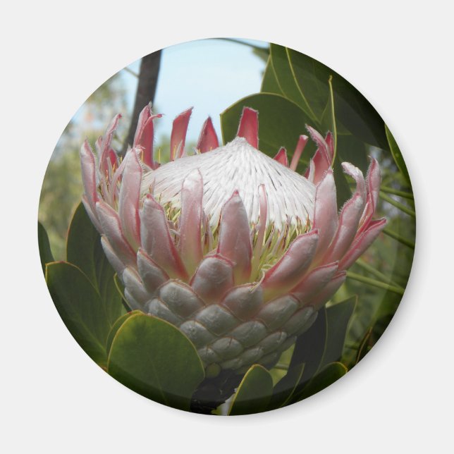 Protea Flower Hawaii Magnet (Devant)