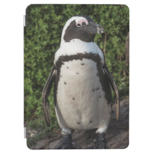 Protection iPad Air Pingouin africain (demersus de Spheniscus) 4