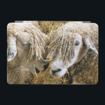 PROTECTION iPad MINI SHEEP<br><div class="desc">Deux beaux moutons Cotswold capturés photographiquement dans un moment amusant et humoristique parlant entre eux. Les moutons Cotswold proviennent des Cotswolds en Angleterre et sont élevés pour leur laine et leur viande. Ils ont de longues fèces avec une teinte presque dorée.</div>