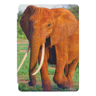 Protection iPad Pro Cover Photo d'éléphant d'Afrique adulte