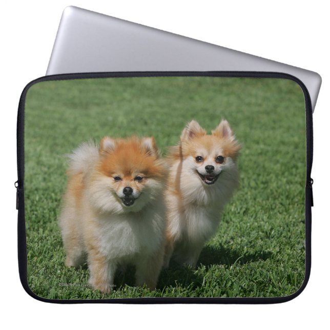 Protection Pour Ordinateur Portable 2 Pomeranians regardant l'appareil-photo (Devant)