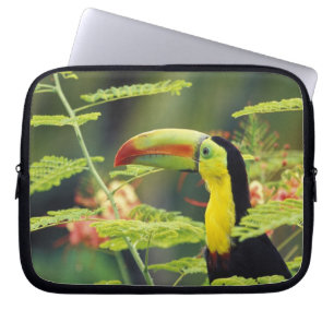 Protection Pour Ordinateur Portable Amérique centrale, Honduras. Toucan à bec caréné