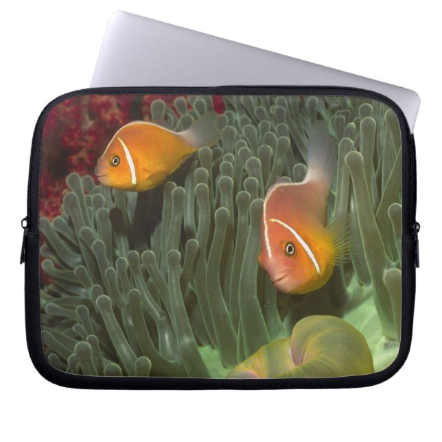 Protection Pour Ordinateur Portable Anemonefish rose dans l'actinie de Magnificant (Devant)