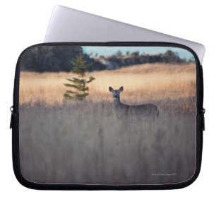 Protection Pour Ordinateur Portable Cerfs communs dans le domaine