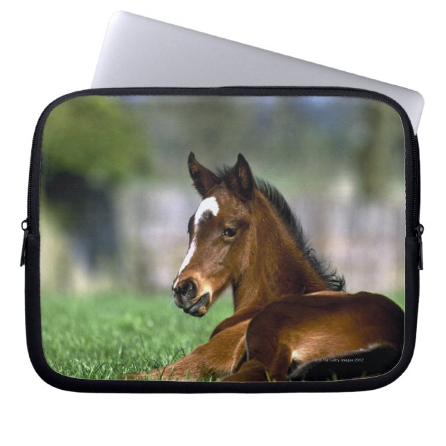 Protection Pour Ordinateur Portable Cheval de pur sang | Irlande (Devant)