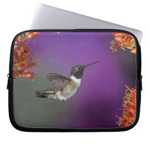 Protection Pour Ordinateur Portable Colibri à gorge noire, Archilochus alexandri,