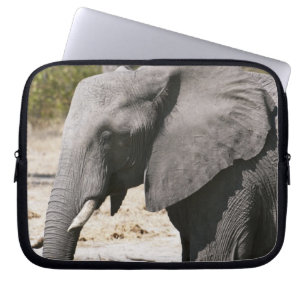Protection Pour Ordinateur Portable Éléphant (Loxodonta africana), chenal Savute