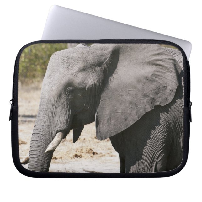 Protection Pour Ordinateur Portable Elephant (Loxodonta africana), Savute Channel (Devant)