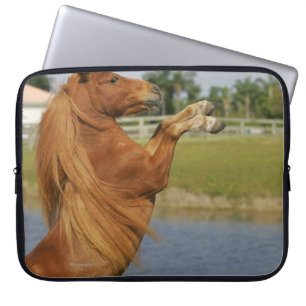 Protection Pour Ordinateur Portable Élevage miniature de cheval