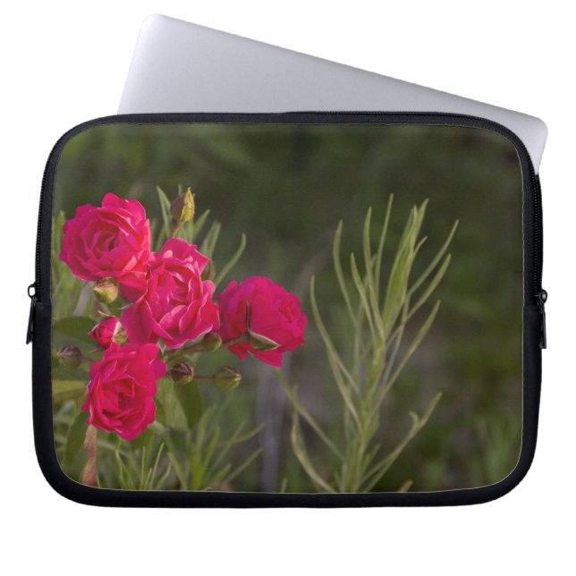 Protection Pour Ordinateur Portable Fleur rose (Devant)