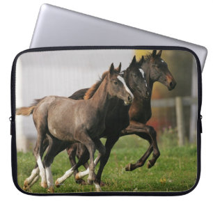 Protection Pour Ordinateur Portable Fonctionnement de poulain