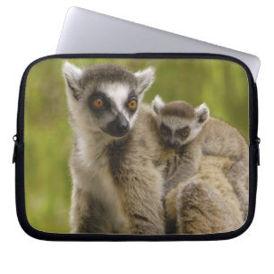 Protection Pour Ordinateur Portable Lémurs à queue annelée (Lemur catta) Mère et bébé.