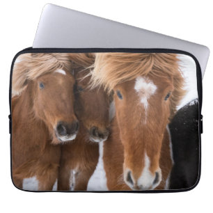Protection Pour Ordinateur Portable Les chevaux islandais se frottent le nez, Islande