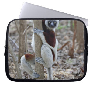 Protection Pour Ordinateur Portable Madagascar, réserve Ankarafantsika ; Ampijoroa ;