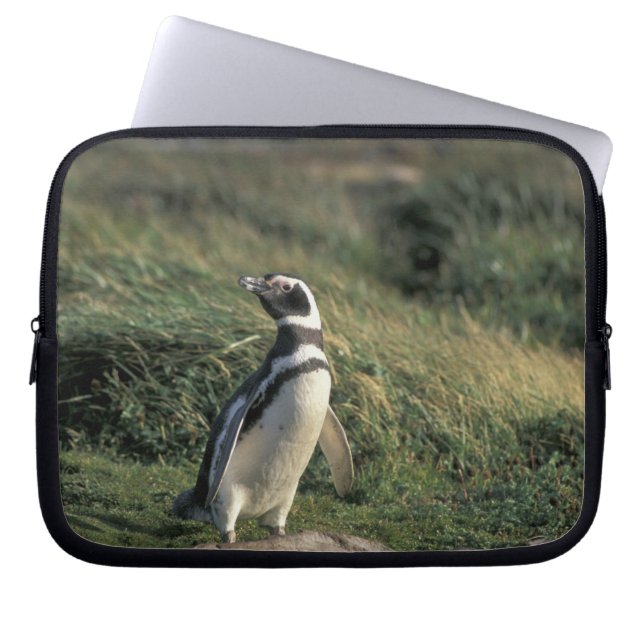 Protection Pour Ordinateur Portable Manchot de Magellan (Spheniscus magellanicus), (Devant)