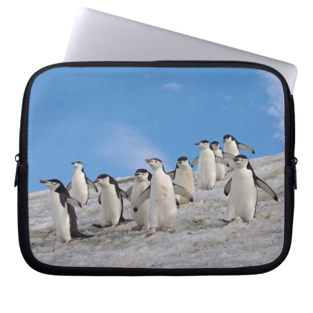 Protection Pour Ordinateur Portable Manchots à Collier | Pygoscelis Antarctica (Devant)