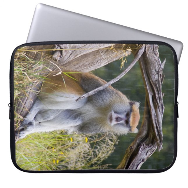 Protection Pour Ordinateur Portable Monkey (Devant)