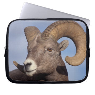 Protection Pour Ordinateur Portable mouflon canadien, mouflon d'Amérique du Nord, Ovis