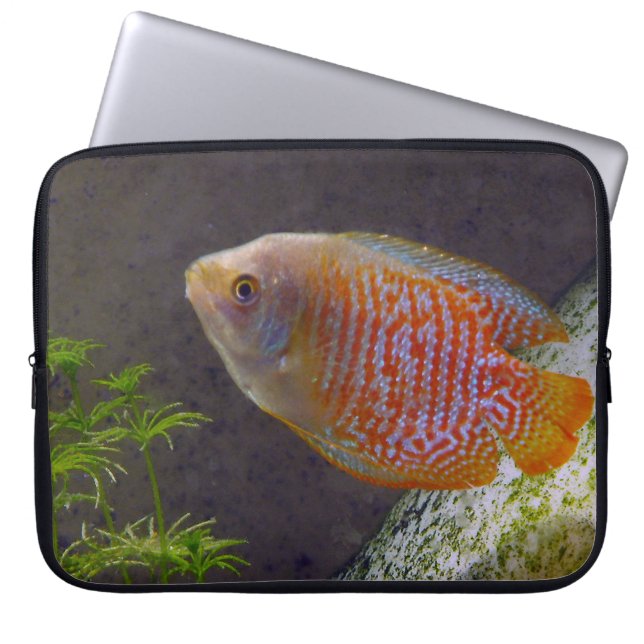 Protection Pour Ordinateur Portable Poisson nain Gourami (Devant)