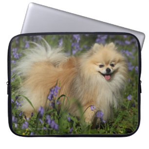 Protection Pour Ordinateur Portable Pomeranian regardant l'appareil-photo dans les