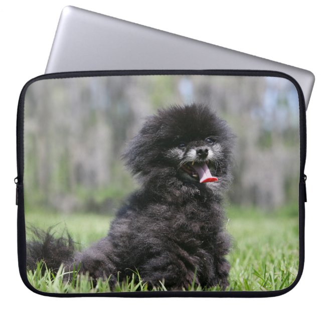 Protection Pour Ordinateur Portable Pomeranian supérieur noir (Devant)