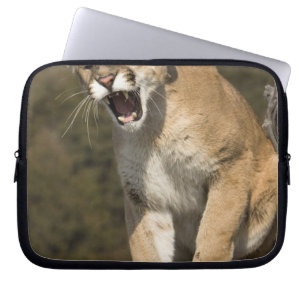 Protection Pour Ordinateur Portable Pomme ou lion de montagne, pomme concolor, Captif