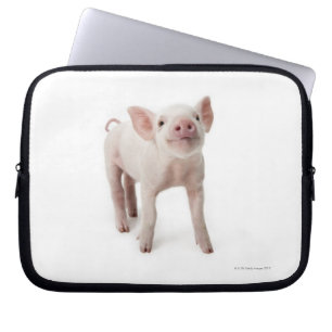 Protection Pour Ordinateur Portable Porc se tenant recherchant