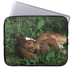Protection Pour Ordinateur Portable Poulain de pur sang se couchant