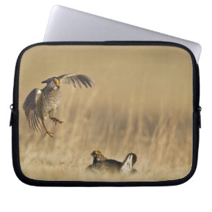 Protection Pour Ordinateur Portable Tétras des prairies mâles au lek dans le comté de