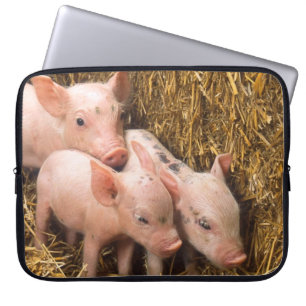 Protection Pour Ordinateur Portable Trois petits cochons