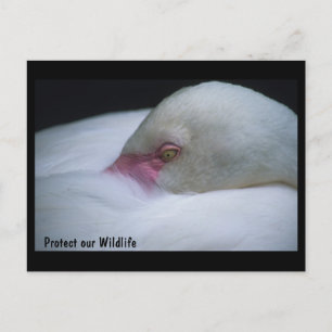 Protégez notre carte postale Flamant rose faunique