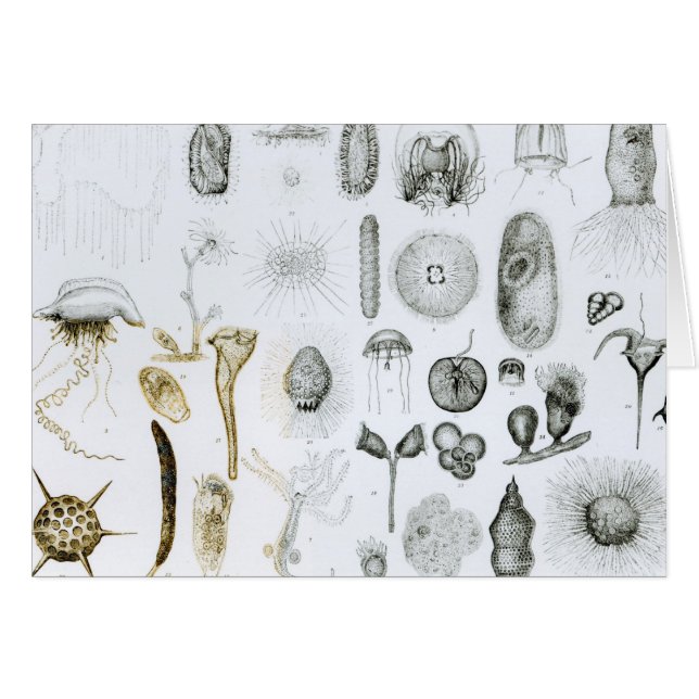 Protozoaires et coelentérés (Devant horizontal)