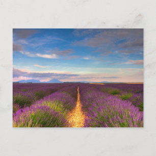 Provence - Lavender fields carte postale