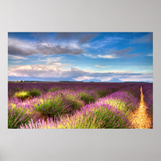 Provence - Poster des champs de lavande